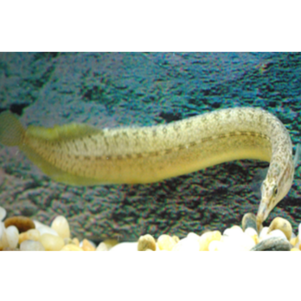 Yellowfin/Barred Spiny Eel Hollywood Fish Farm Online