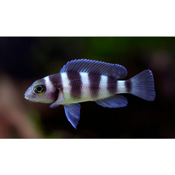 FiveBar Lamprologus Rift Lake Cichlid Hollywood Fish Farm Online