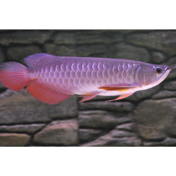 Arowana Asian Red Tail Gold | Hollywood Fish Farm Online
