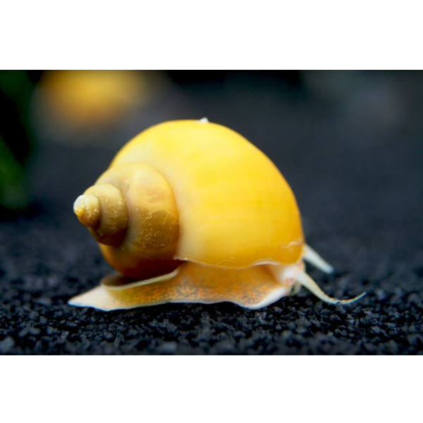 Golden Apple Snail Hollywood Fish Farm Online