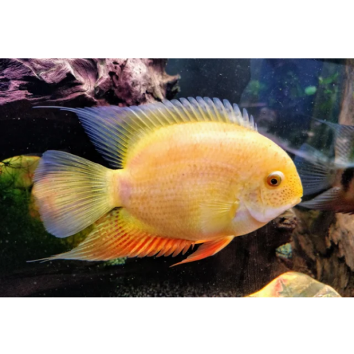 Severum Cichlid Gold Hollywood Fish Farm Online