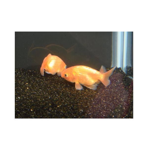 Lionhead Goldfish Hollywood Fish Farm Online