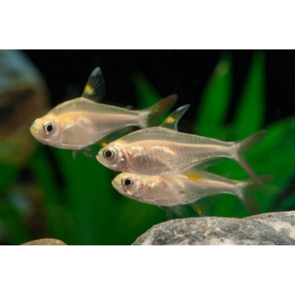 Albino/Gold X Ray (Pristella) Tetra Hollywood Fish Farm Online