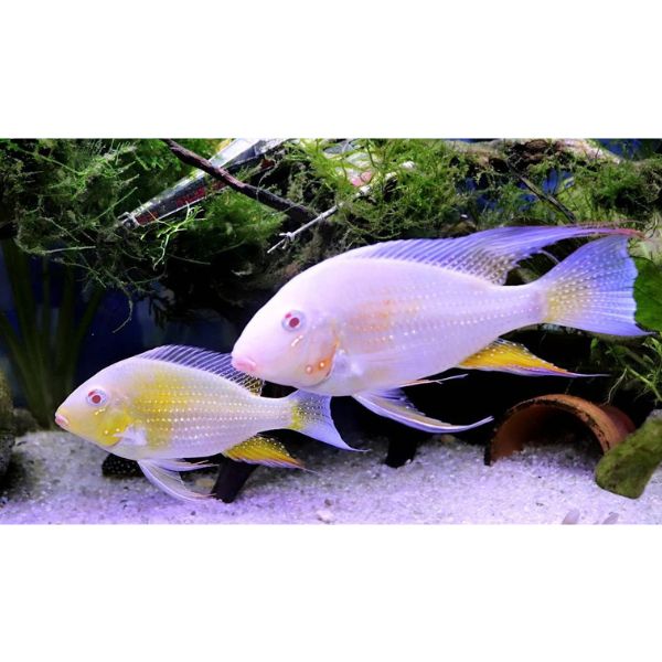 Albino Threadfin Acara Cichlid Hollywood Fish Farm Online