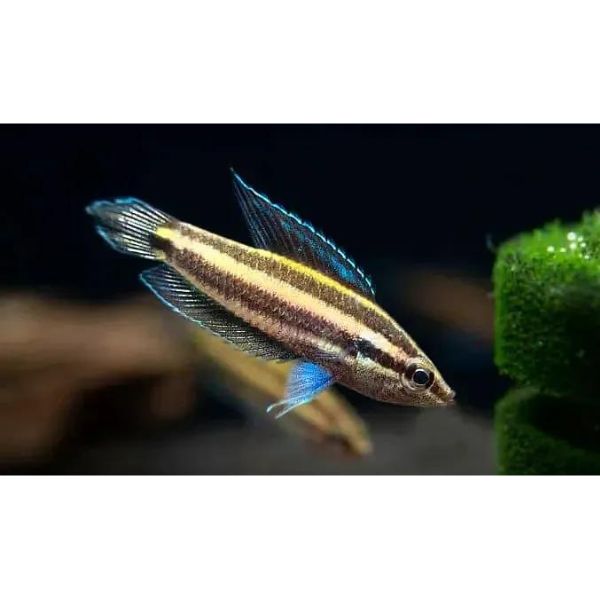 Deissner's Licorice Gourami Hollywood Fish Farm Online