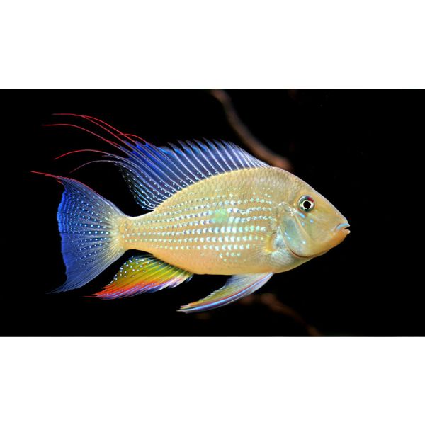 Threadfin Acara Cichlid Hollywood Fish Farm Online