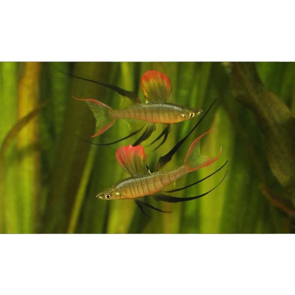Threadfin Rainbowfish Hollywood Fish Farm Online