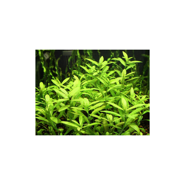 Hygrophila Polysperma Live Plant - Image 2