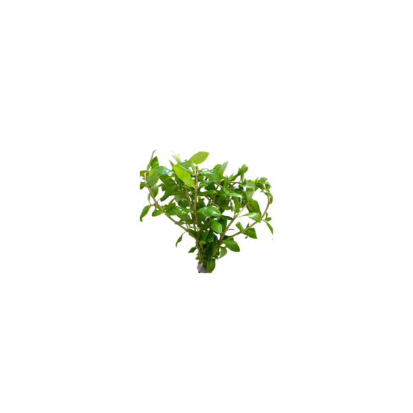 Hygrophila Polysperma Live Plant
