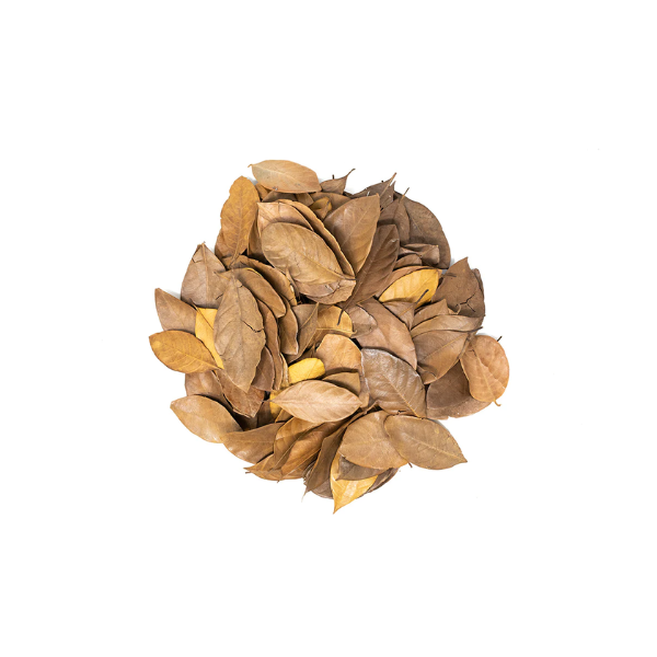 Jackfruit Leaves 10 Pack