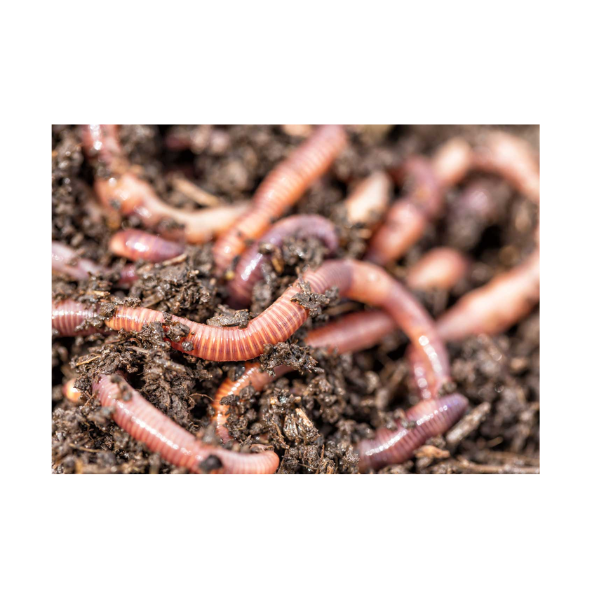Live Earthworms 40G Hollywood Fish Farm Online