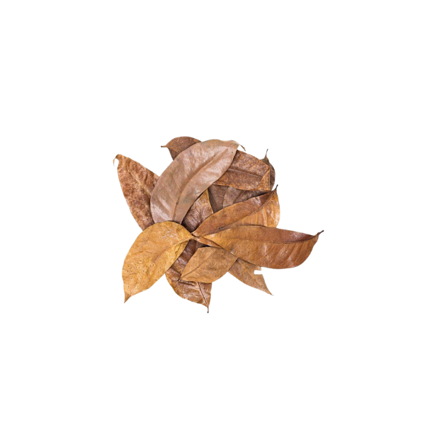 Mahogany Leaves 20 Pack