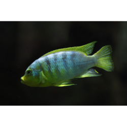 PS Aurora Rift Lake Cichlid