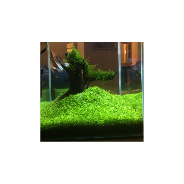 Hygrophila Polysperma Live Plant - Image 3