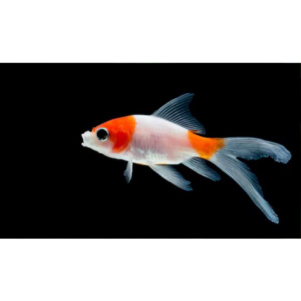 Sarasa Comet Goldfish
