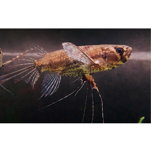 Pantadon Butterfly Fish