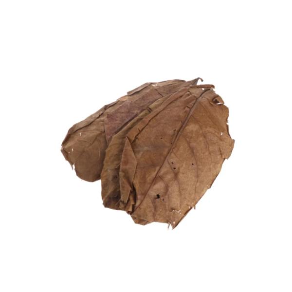 Catappa Leaves - Indian Almond Leaves 25cm 5 pack