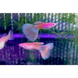 Albino Pink Grass Guppy Male Livebearer