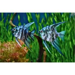 Angelfish Blue Marble