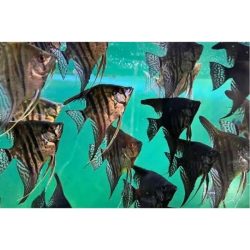 Angelfish Midnight Zebra