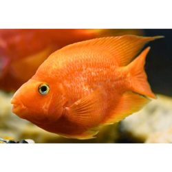 Parrot Cichlid Orange
